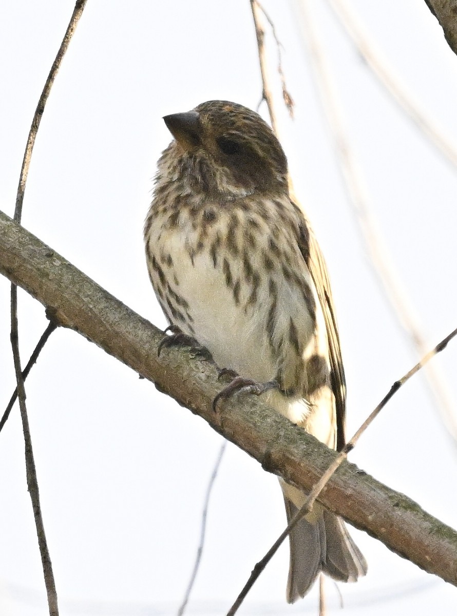 Purple Finch - ML644248521