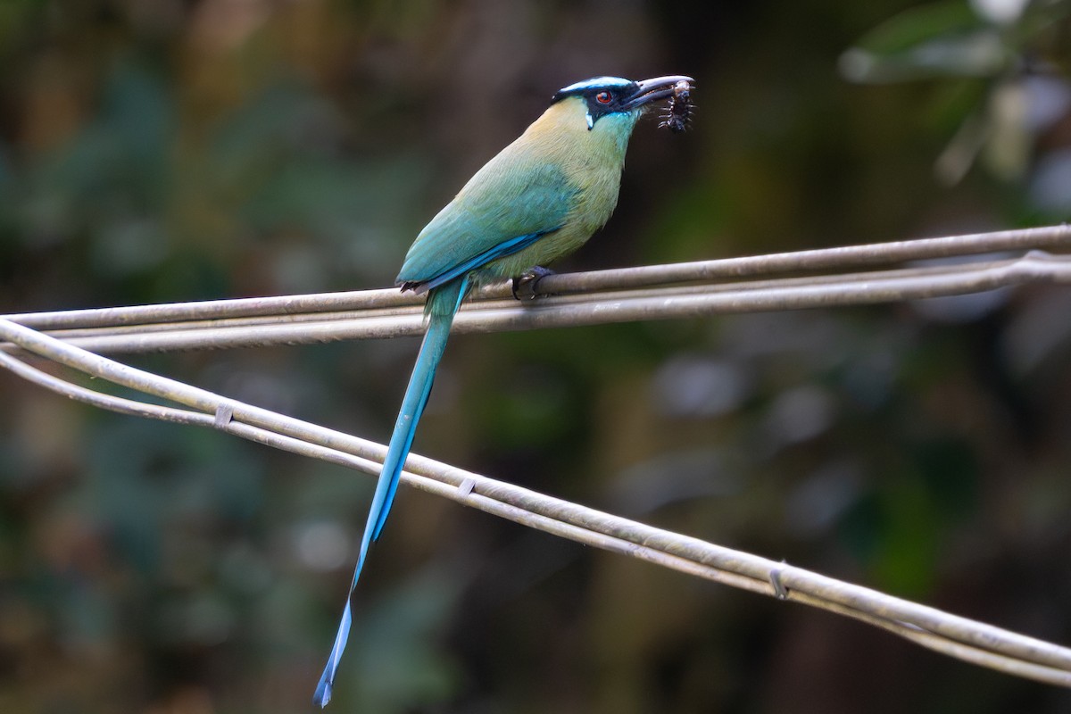 Andean Motmot - ML644248533