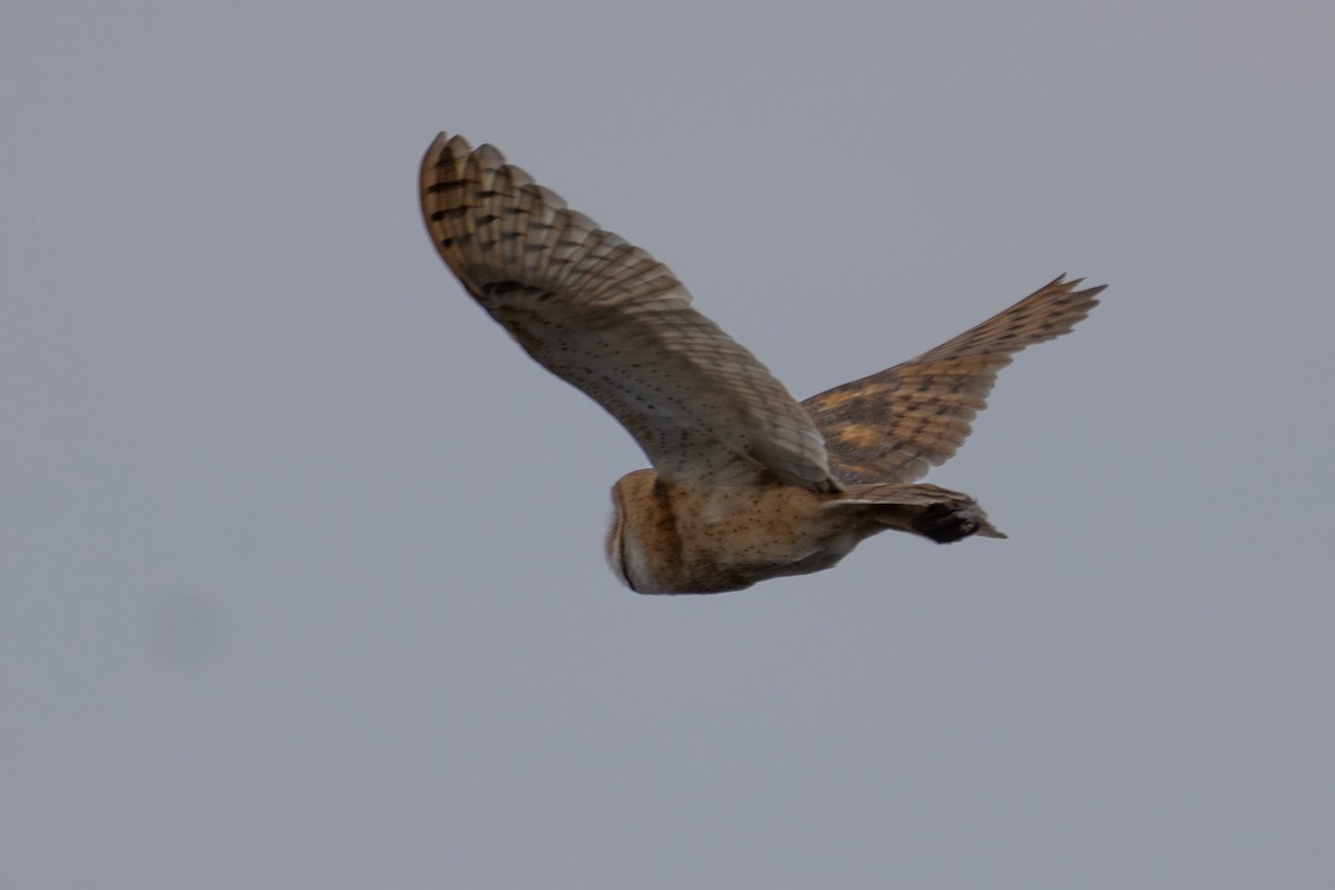 American Barn Owl - ML644248534