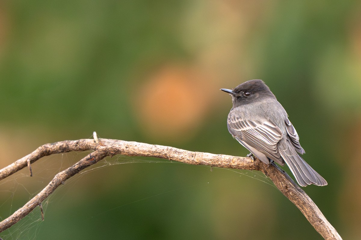 Black Phoebe - ML644248550