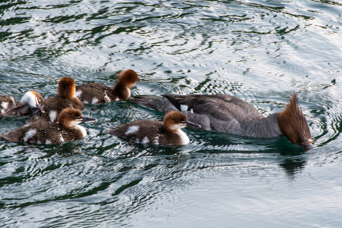 Хумхин бохио - ML644248557