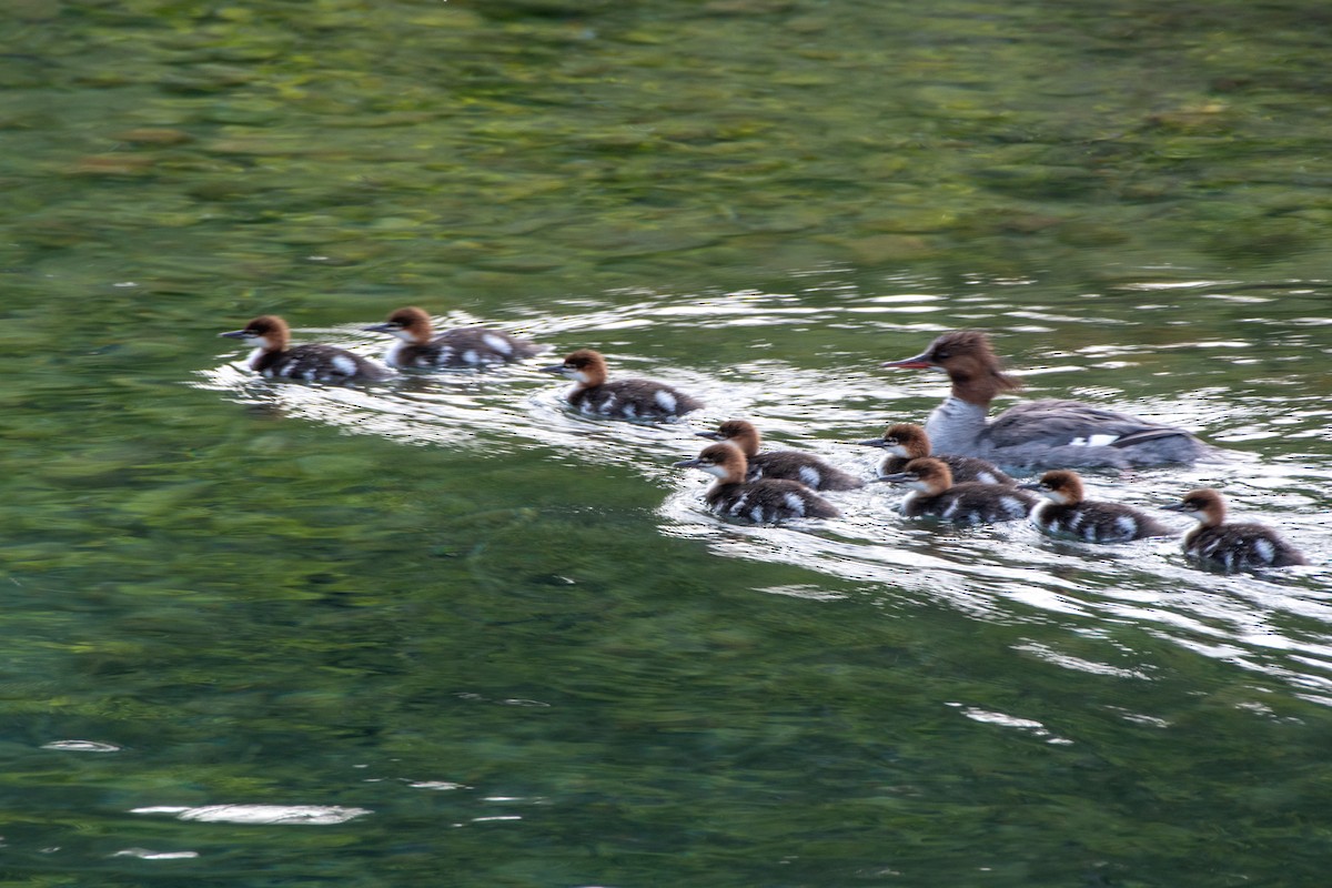 Хумхин бохио - ML644248558