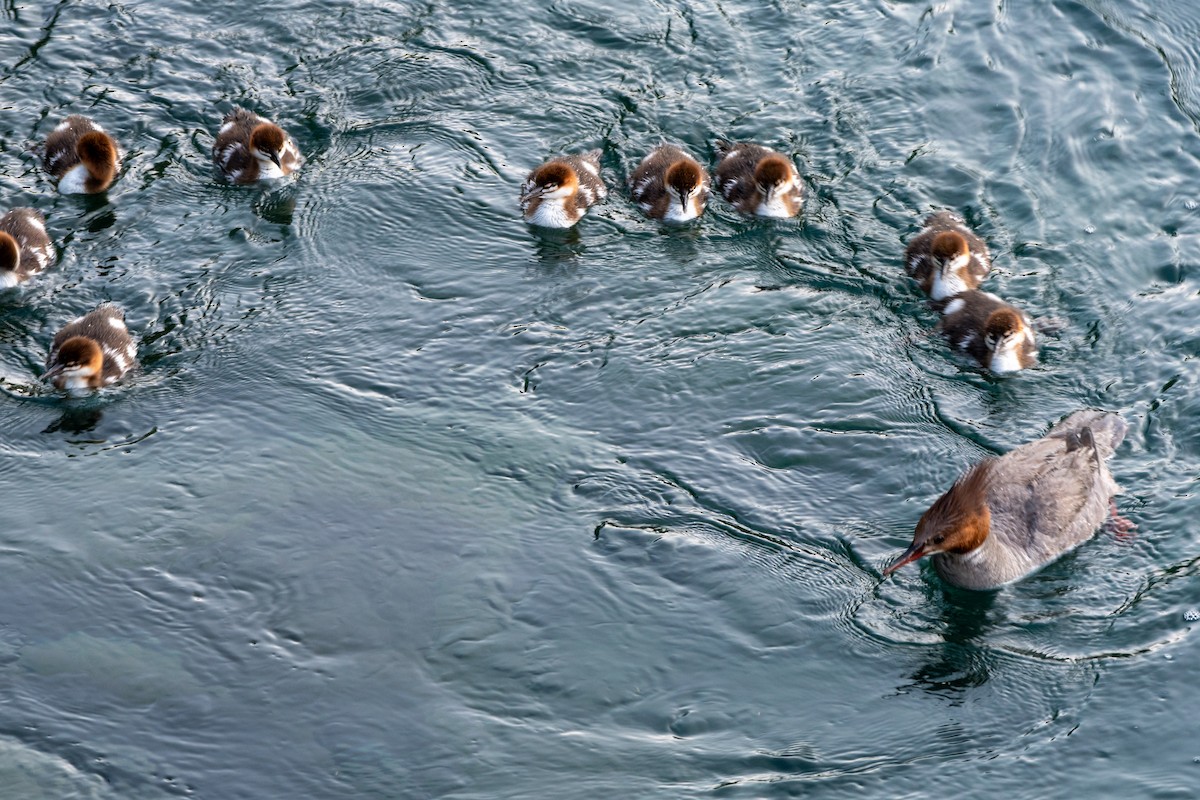 Хумхин бохио - ML644248559