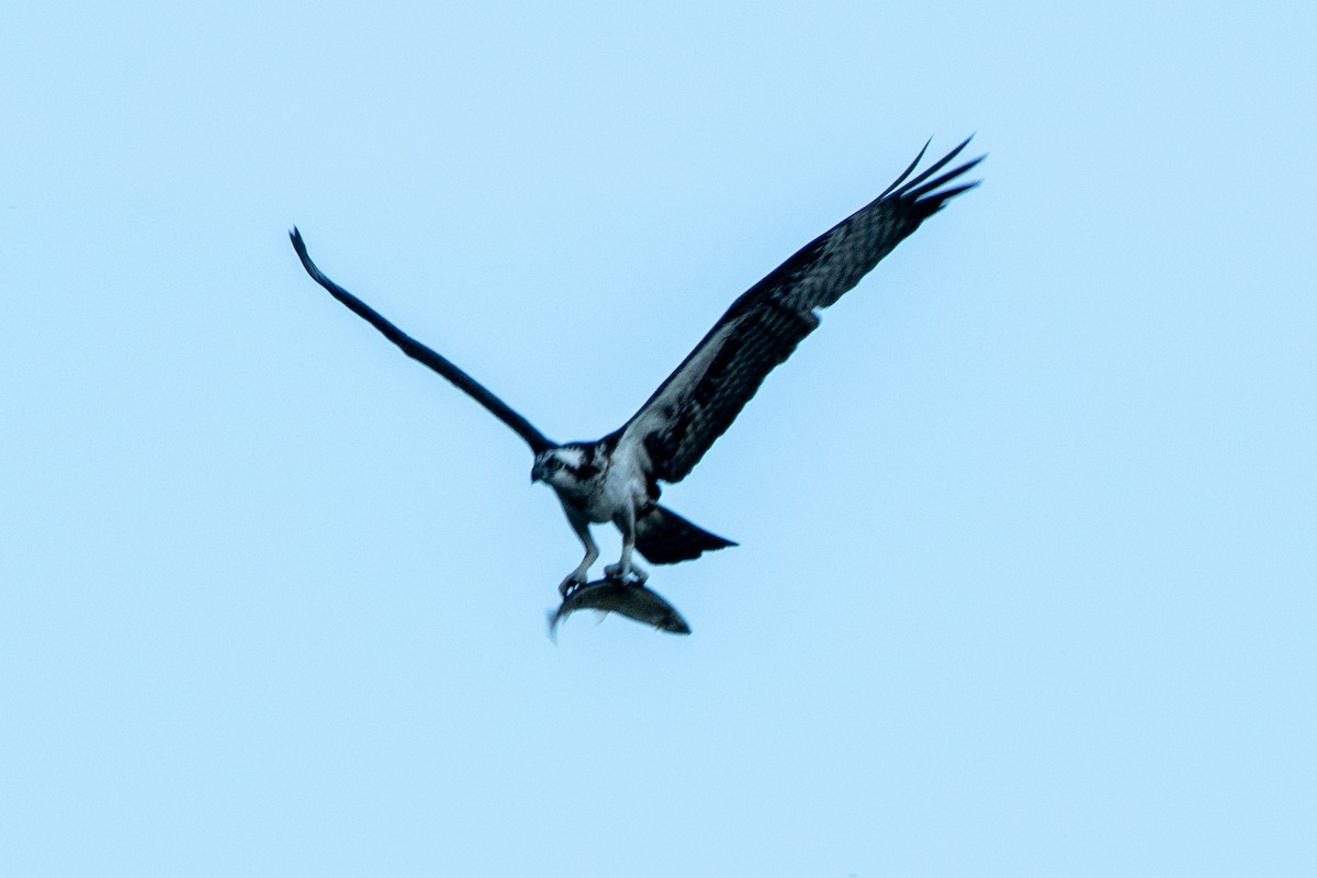 Osprey - ML644248561