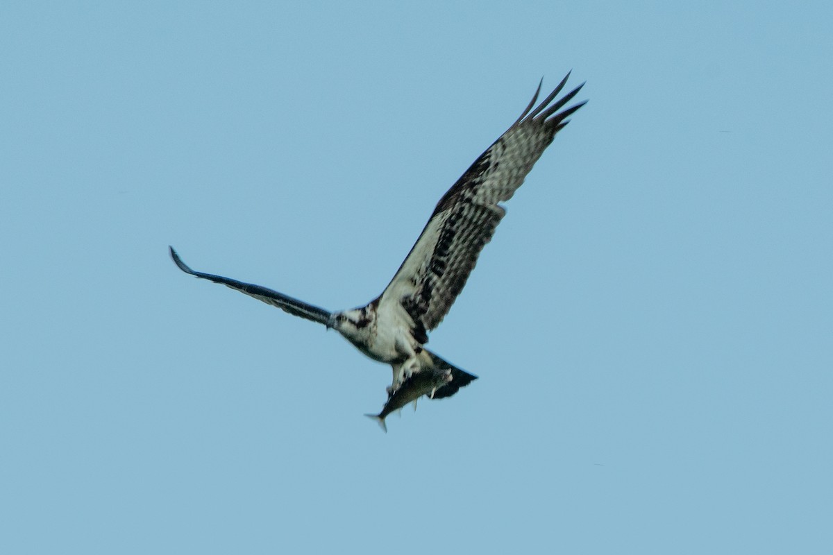 Osprey - ML644248562