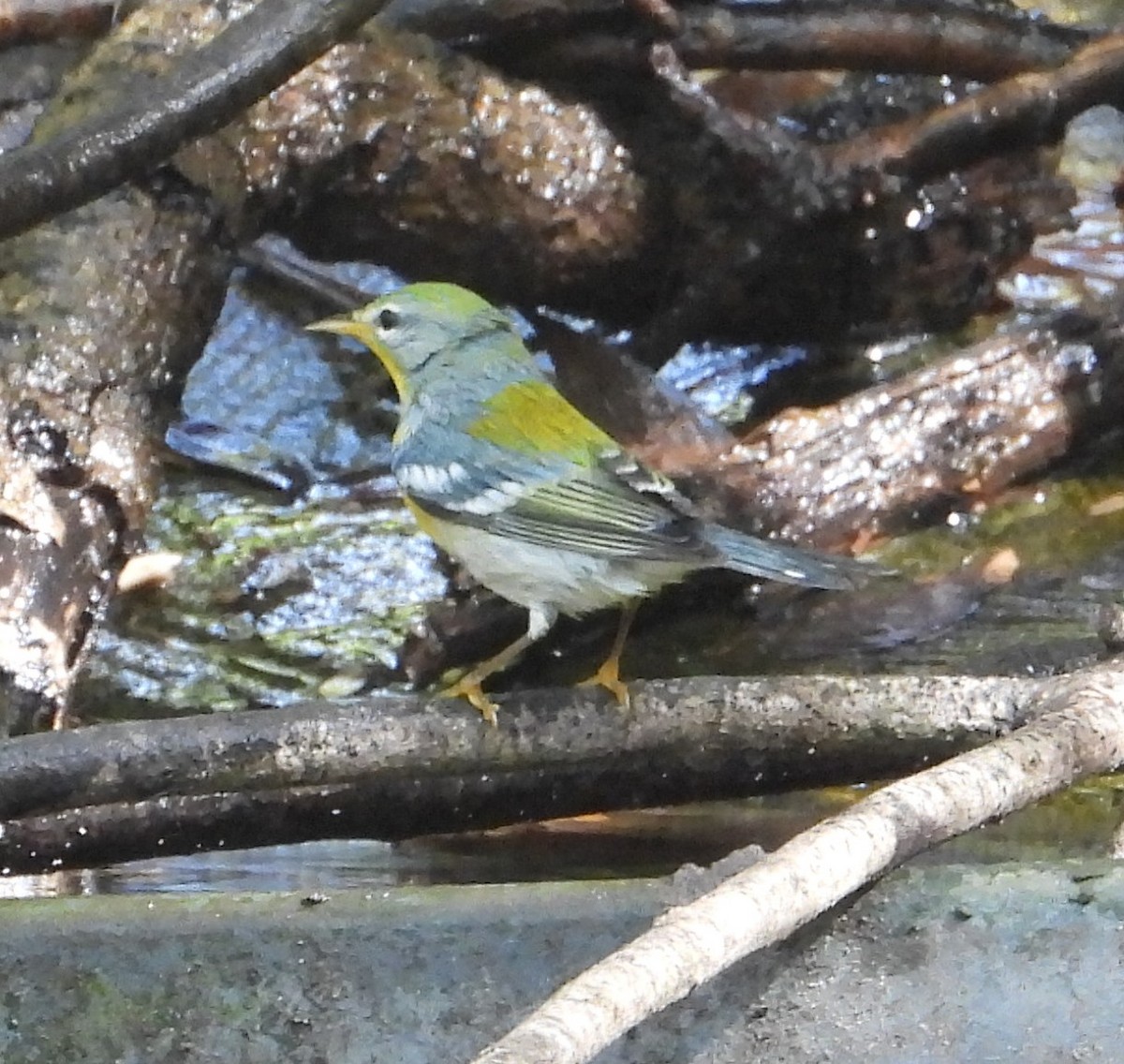 Очковая древесница - ML644248601