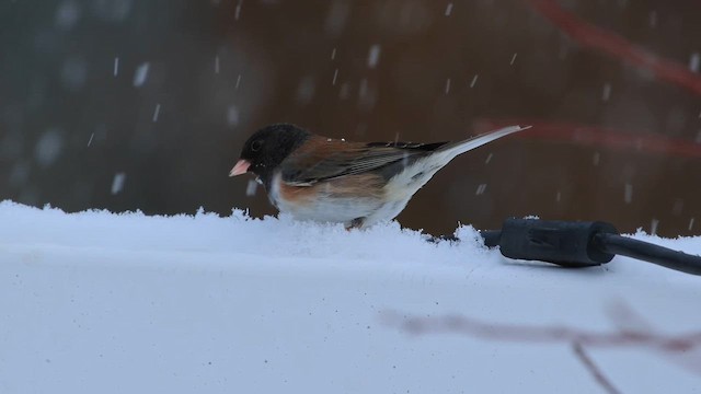 Юнко сірий - ML644248604