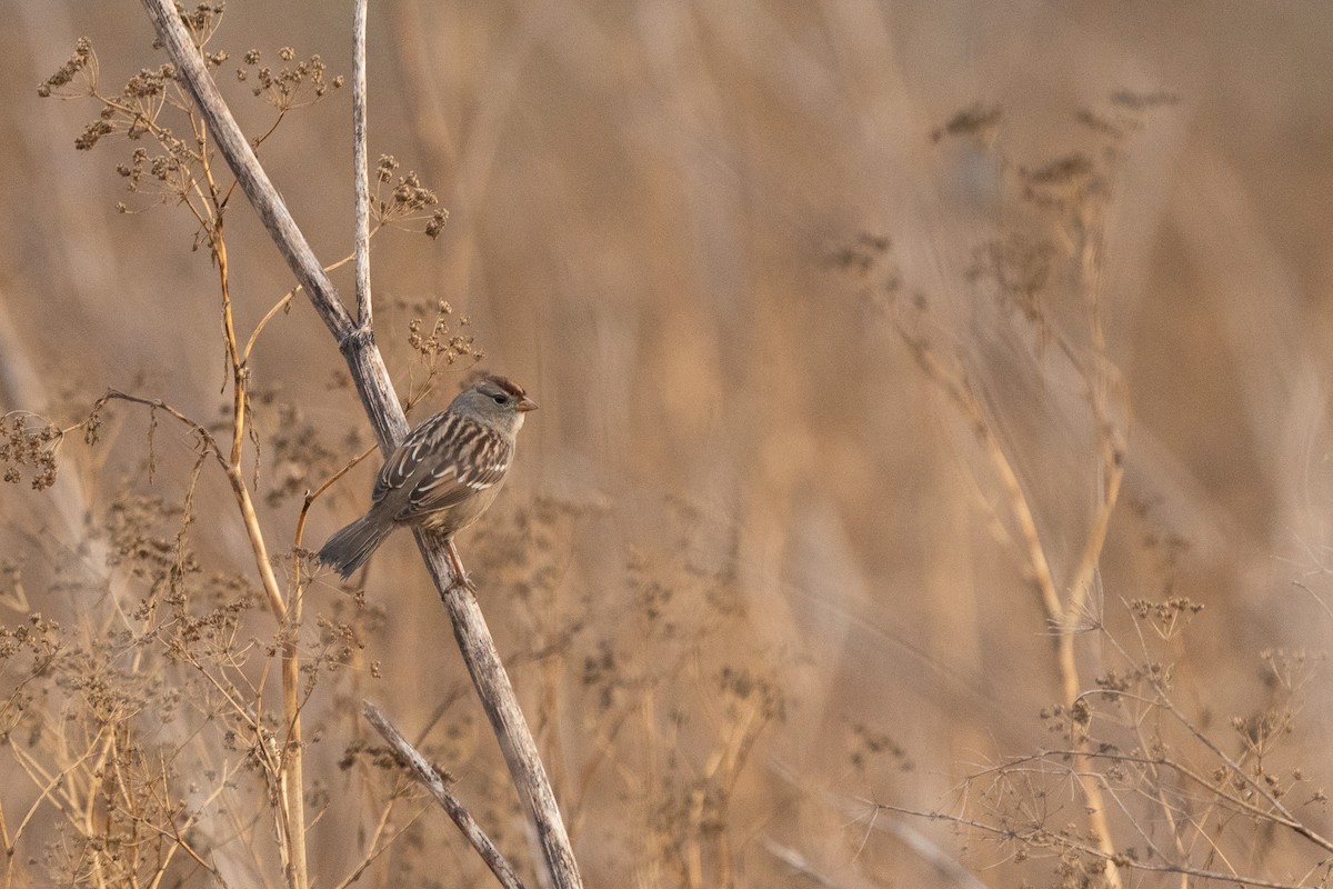 strnadec bělopásý - ML644248610