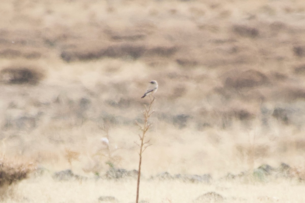 Desert Wheatear - ML644248612