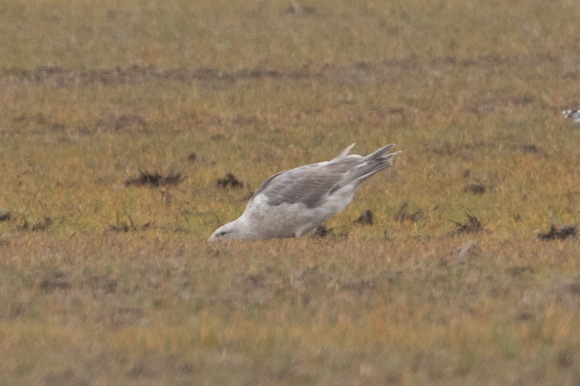 Glaucous-winged Gull - ML644248620