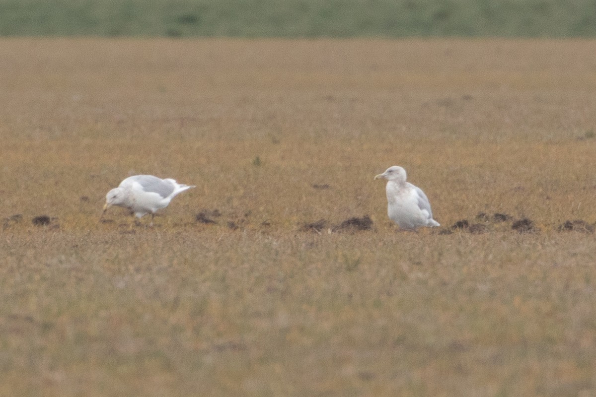 Glaucous-winged Gull - ML644248621