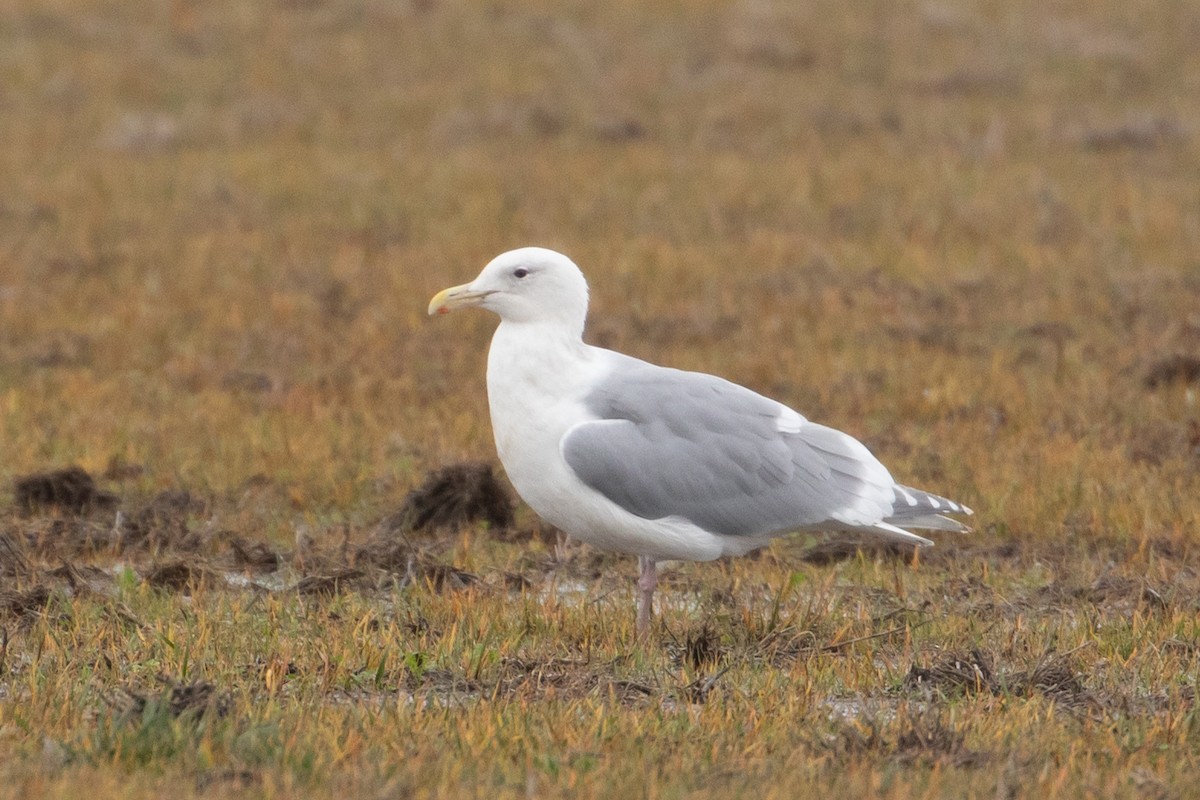 Glaucous-winged Gull - ML644248622