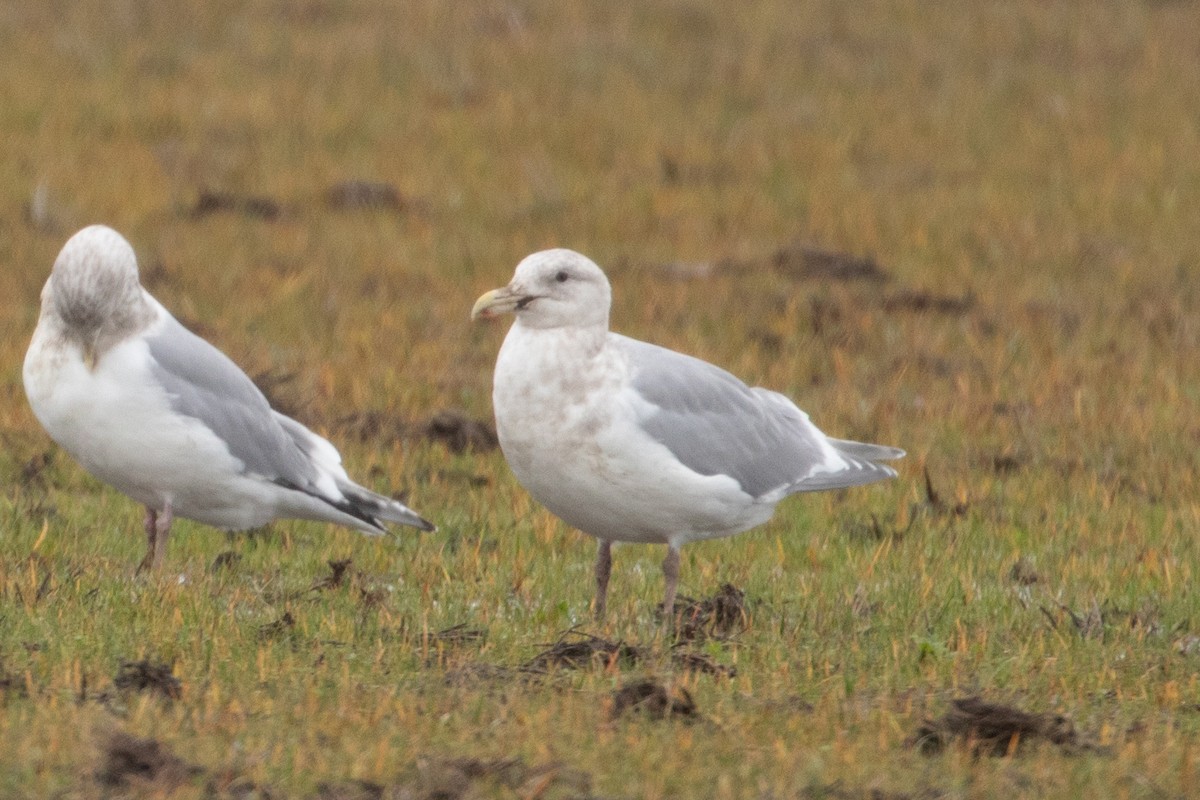 Glaucous-winged Gull - ML644248623