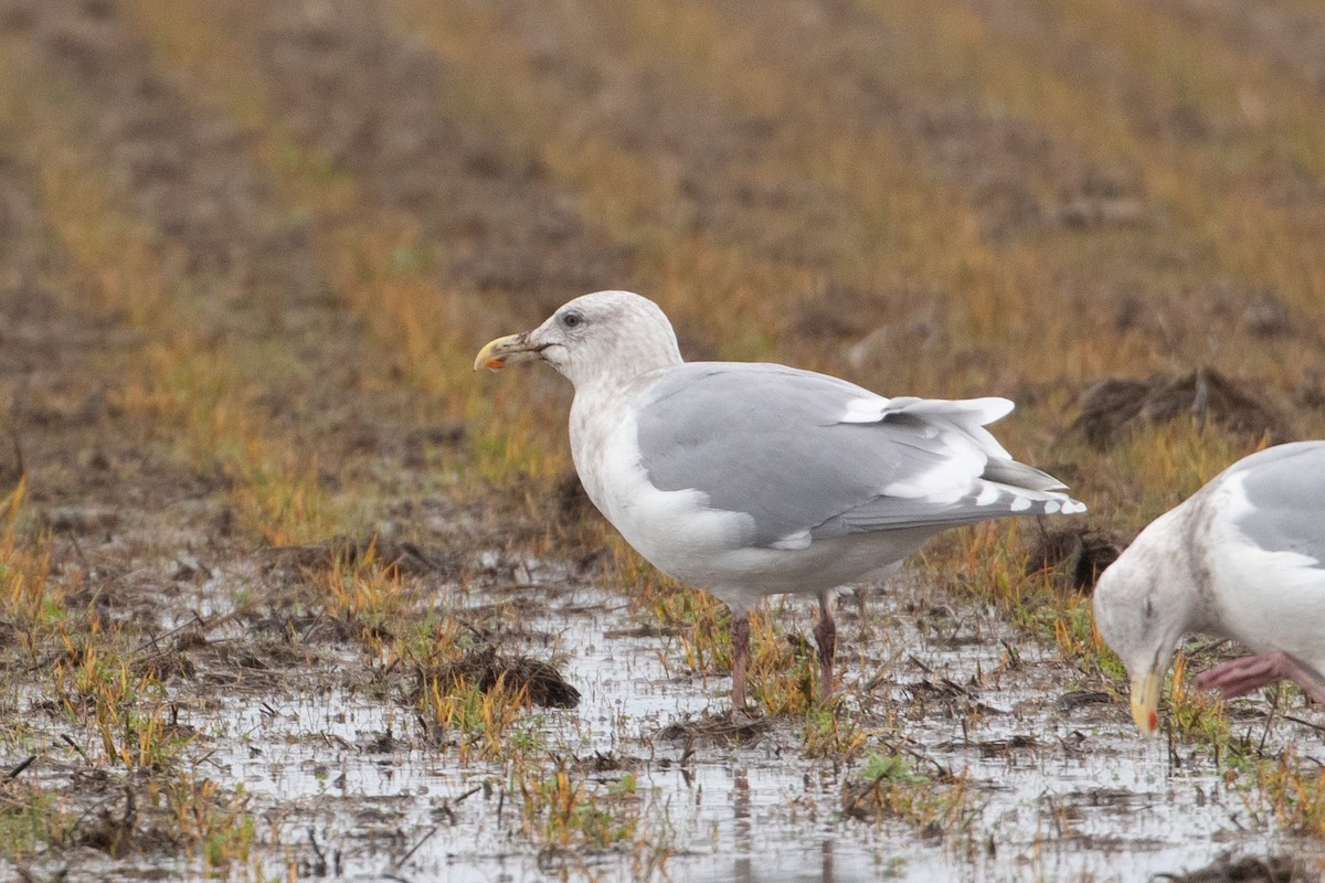 Glaucous-winged Gull - ML644248624