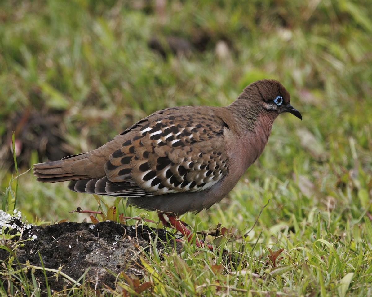 Galapagos Dove - ML644248636