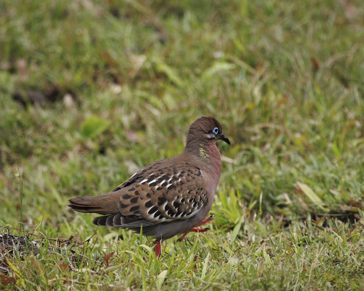 Galapagos Dove - ML644248637