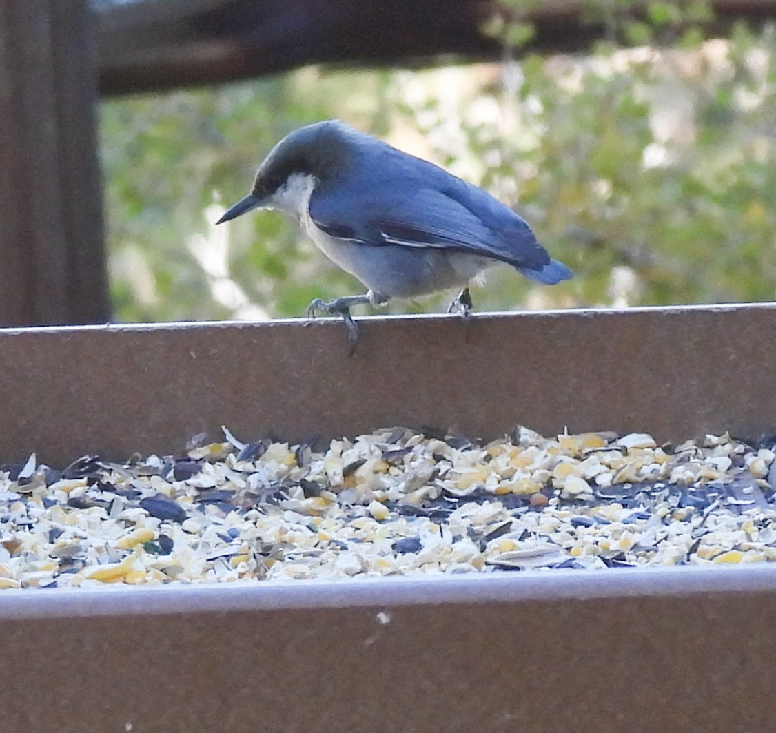 pygméspettmeis - ML644248638