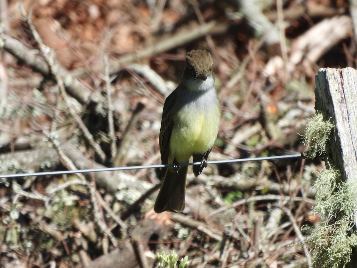 Swainson's Flycatcher - ML644248642