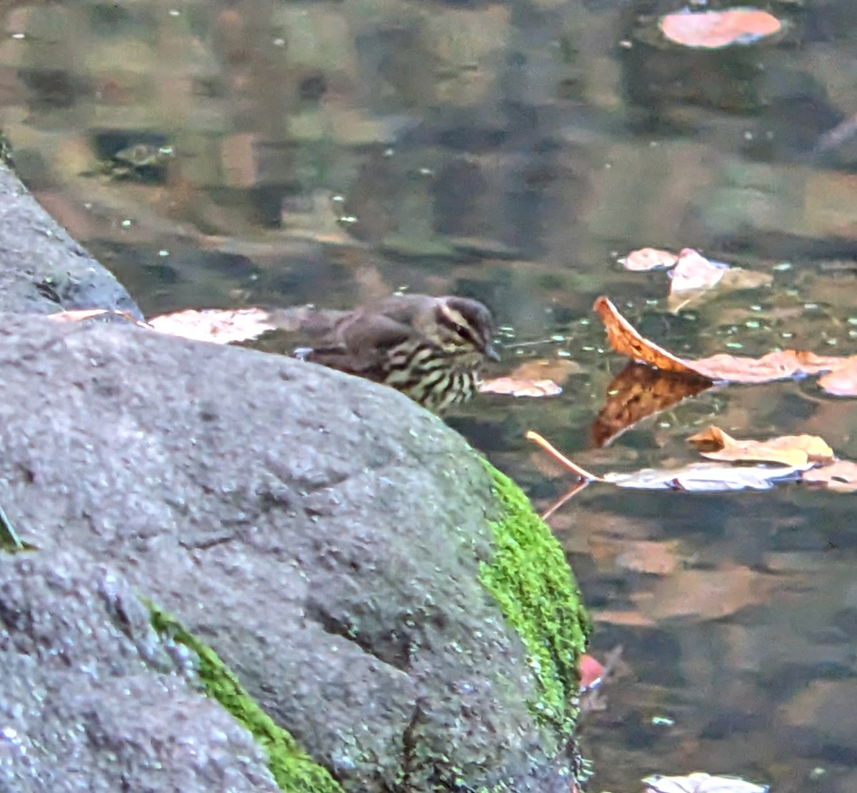 Northern Waterthrush - ML644248645