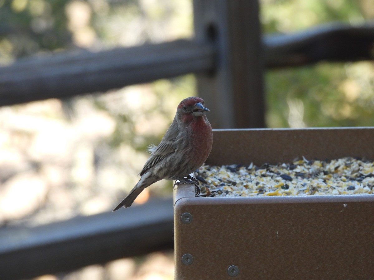 House Finch - ML644248650
