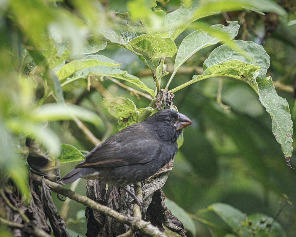 Géospize à gros bec - ML644248659