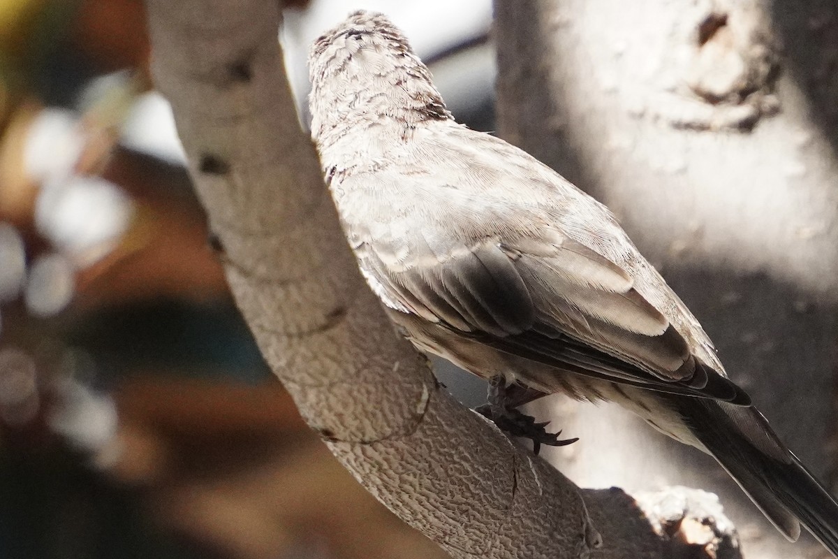 House Finch - ML644248667