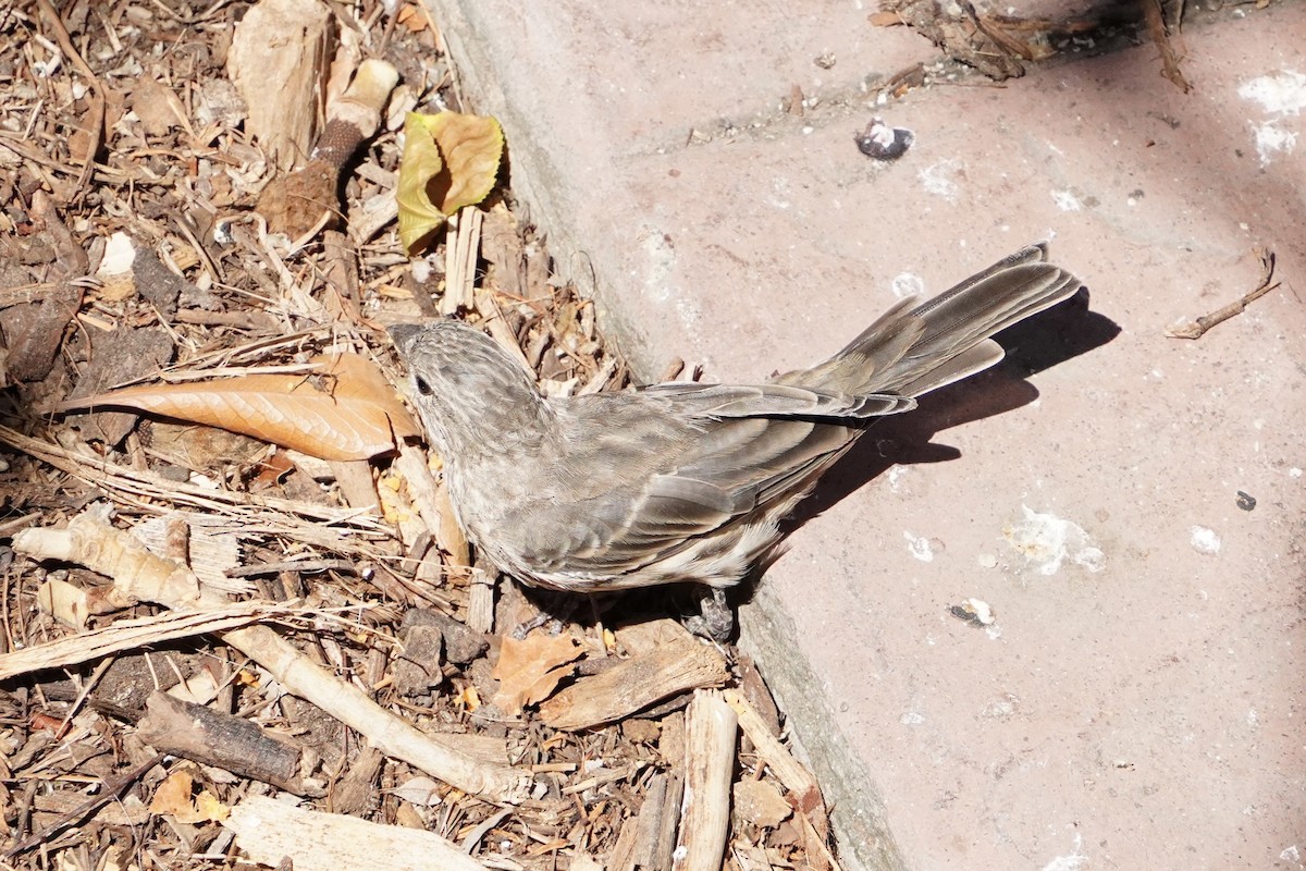 House Finch - ML644248668