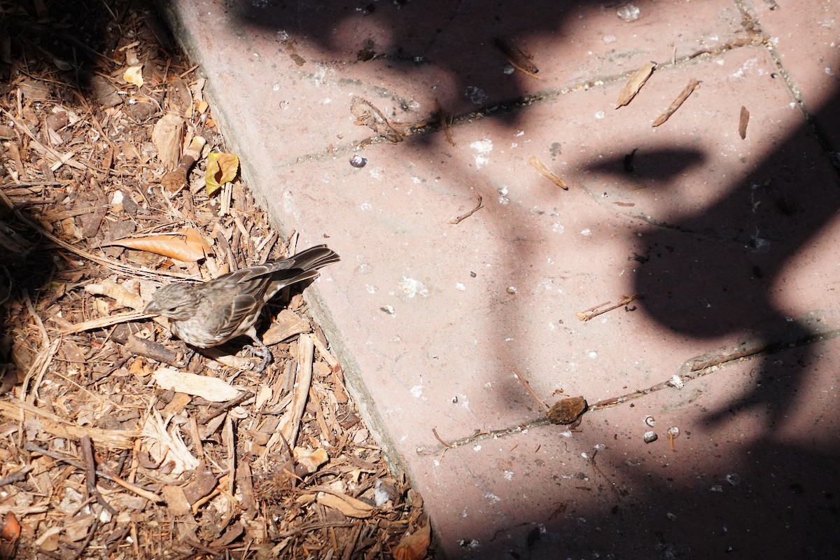 House Finch - ML644248669