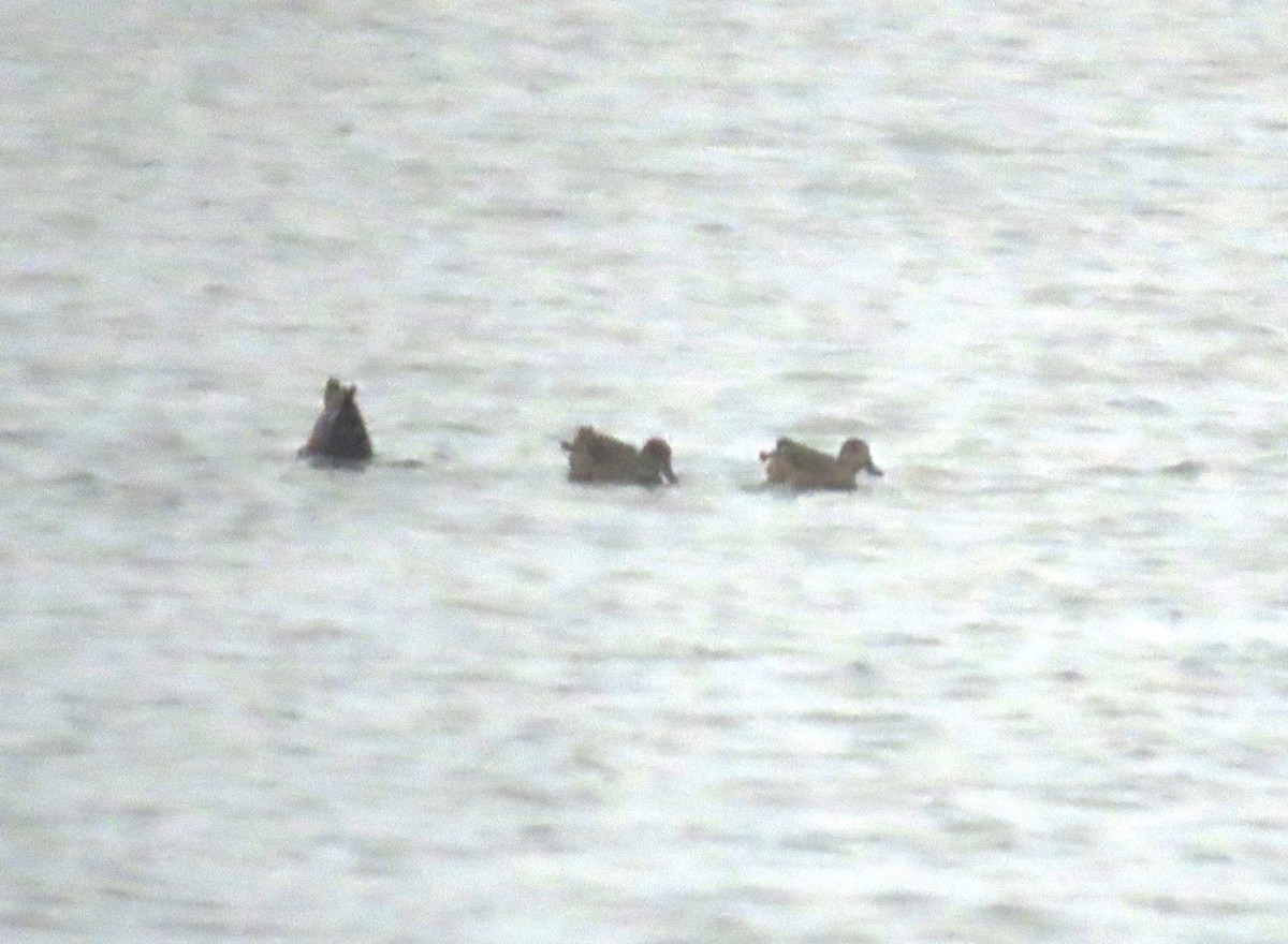 Canard colvert - ML644248682