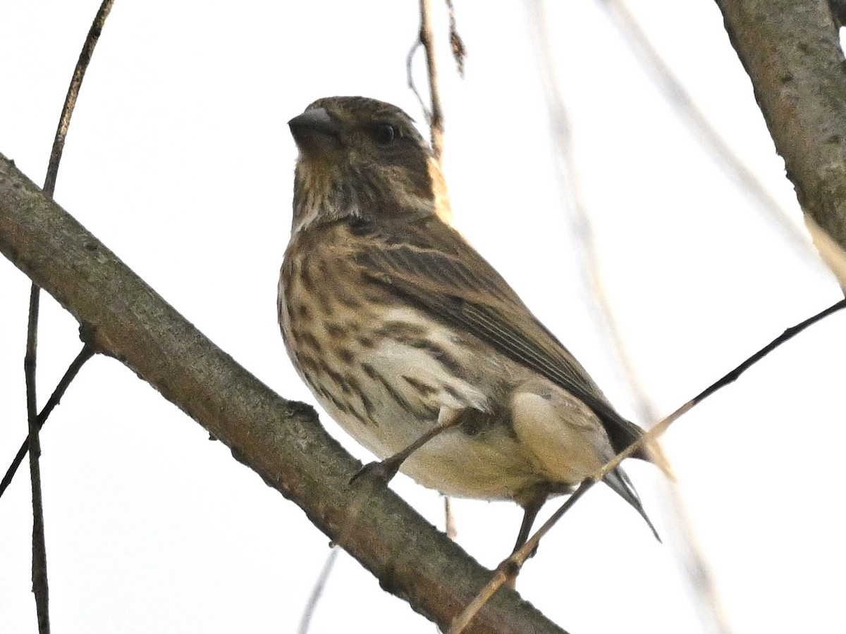 Purple Finch - ML644248704