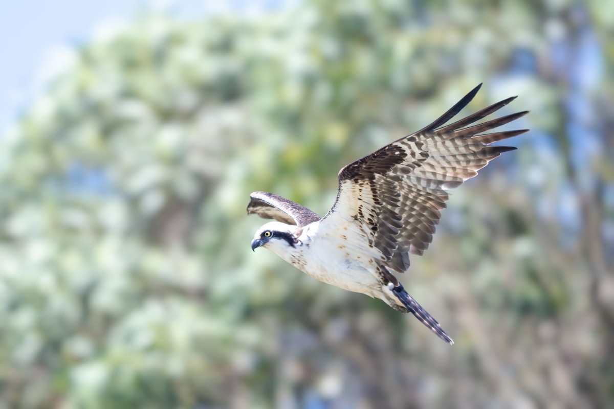 Osprey - ML644248705
