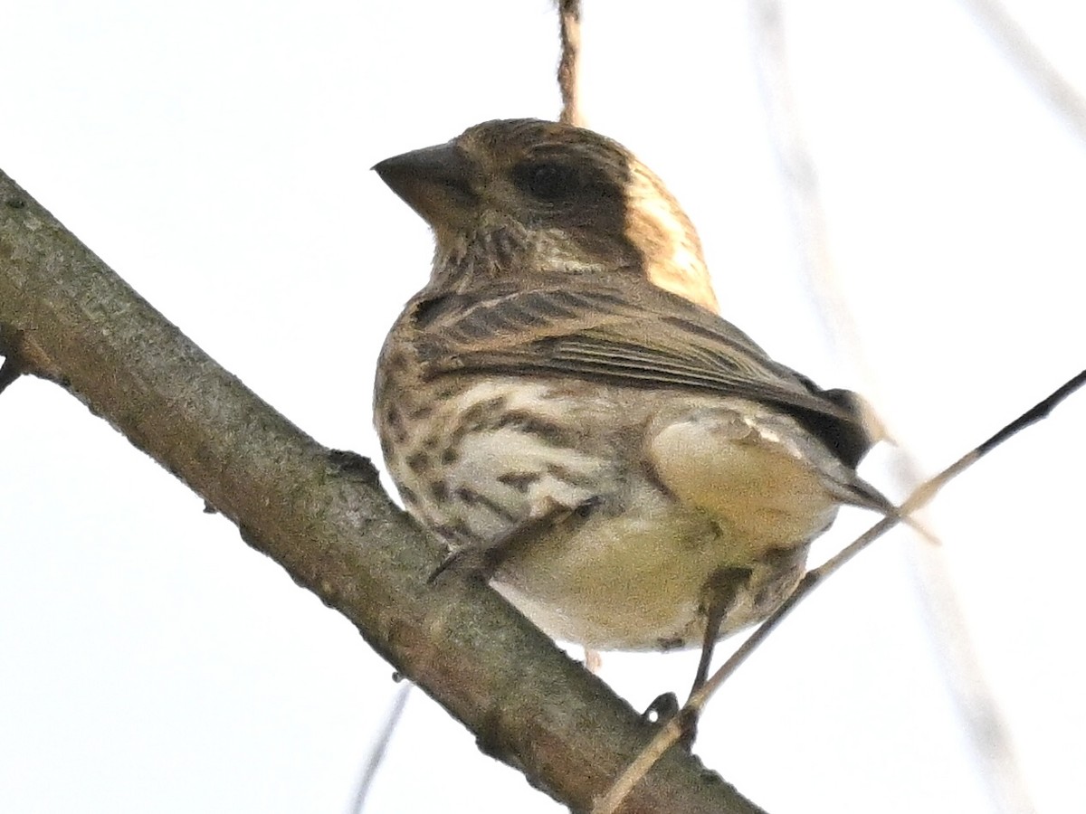 Purple Finch - ML644248712