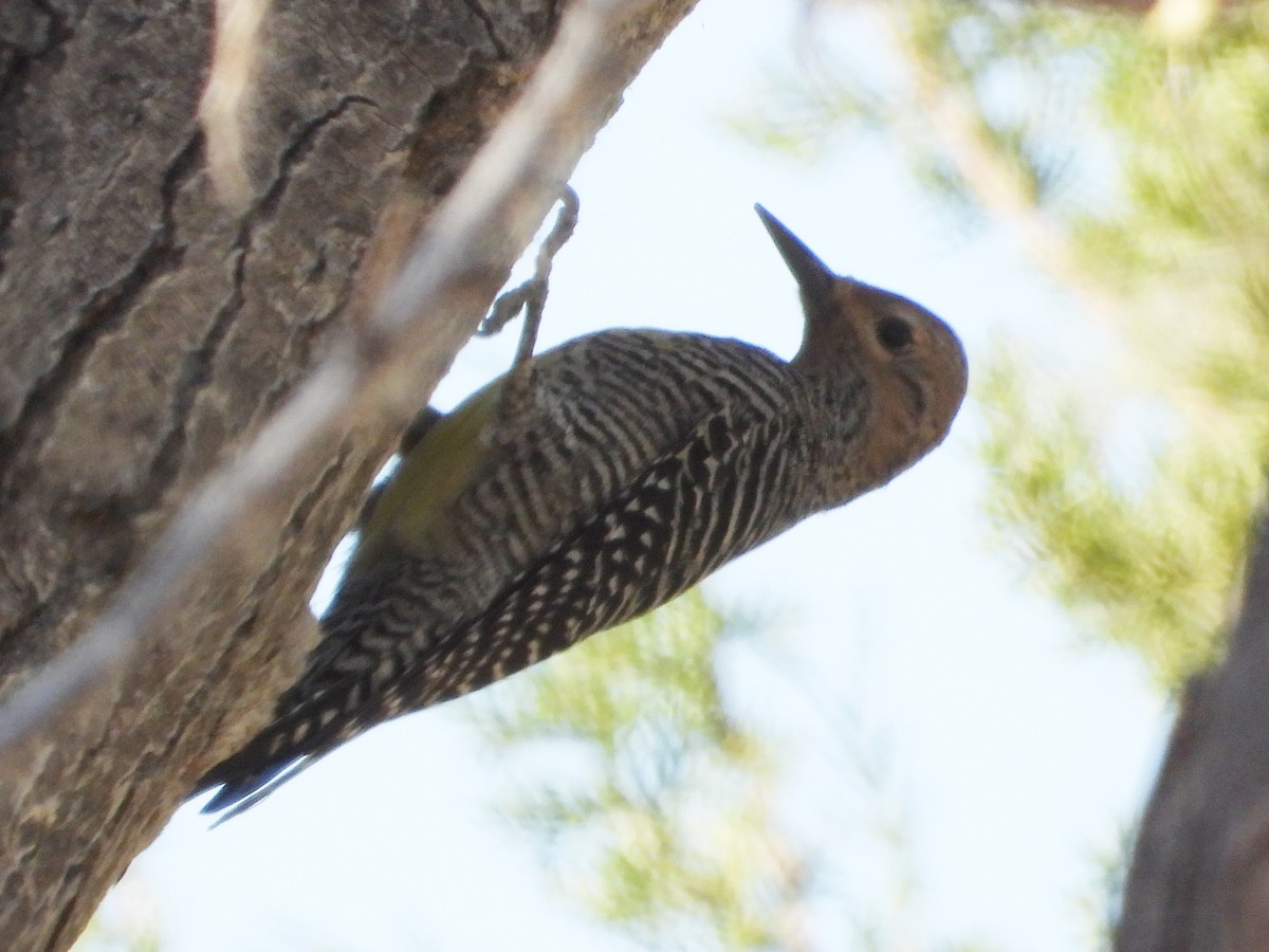 Williamson's Sapsucker - ML644248715
