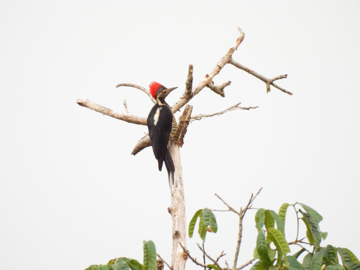 Lineated Woodpecker - ML644248718