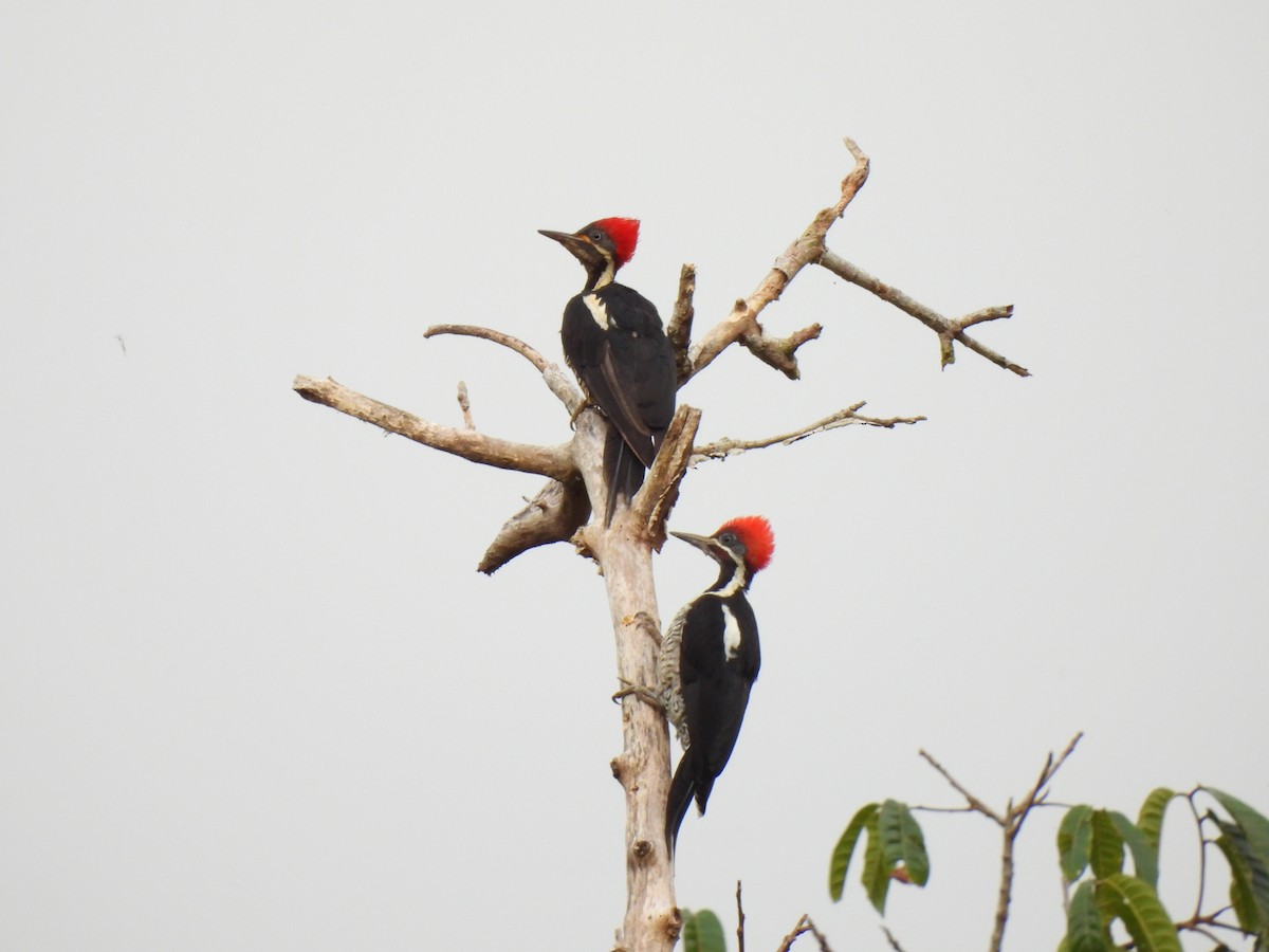Lineated Woodpecker - ML644248719