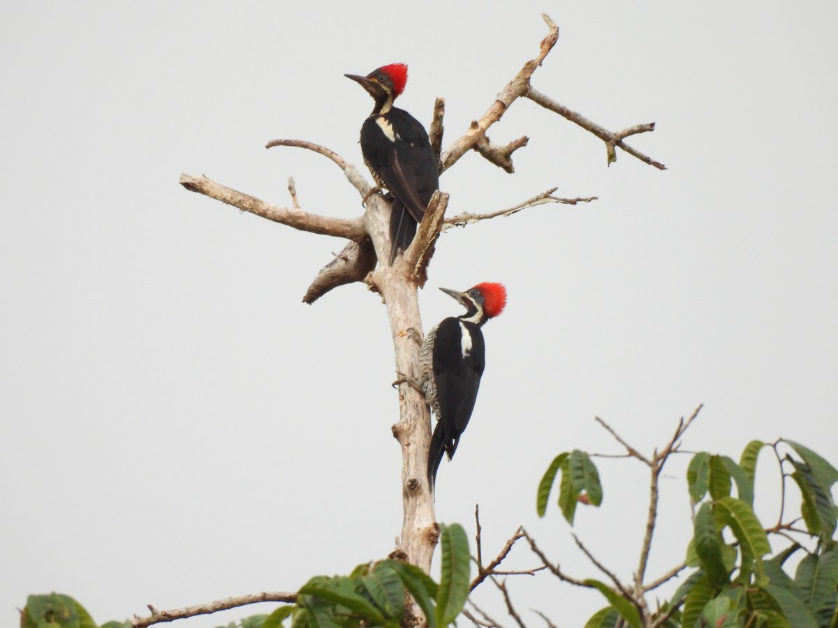 Lineated Woodpecker - ML644248720