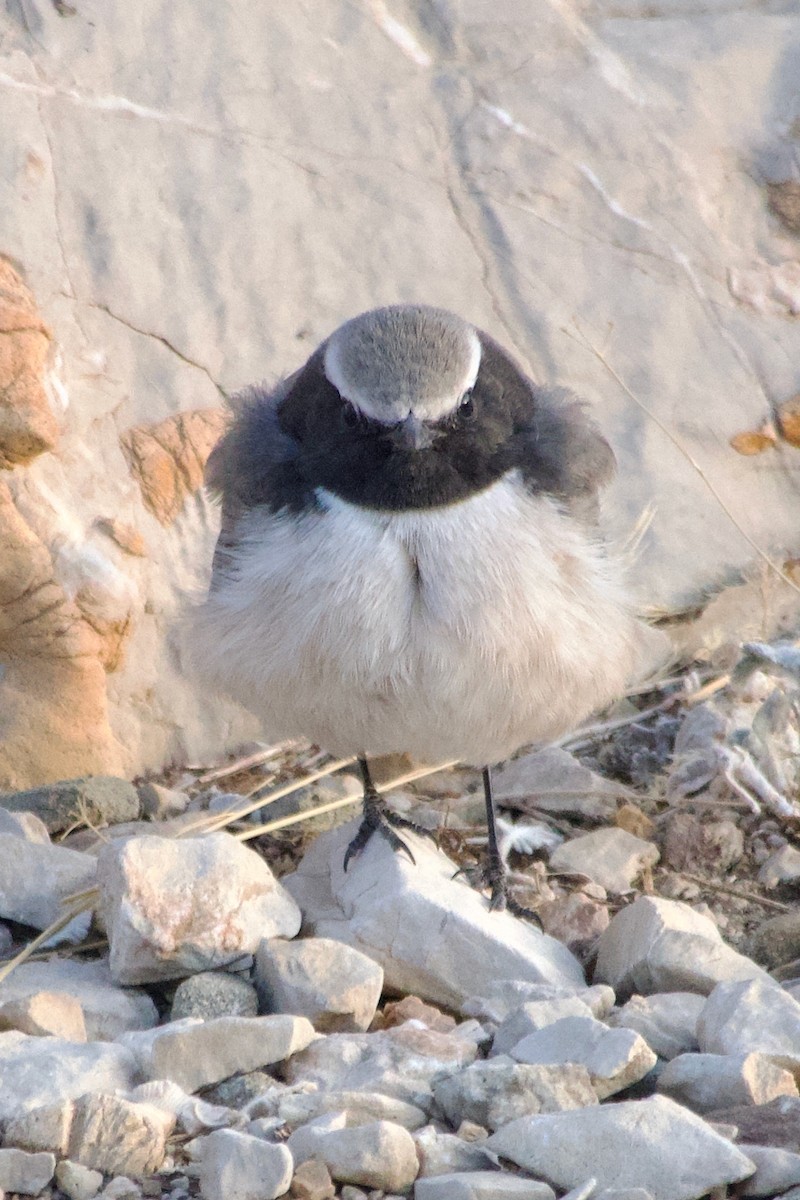 Kurdish Wheatear - ML644248726