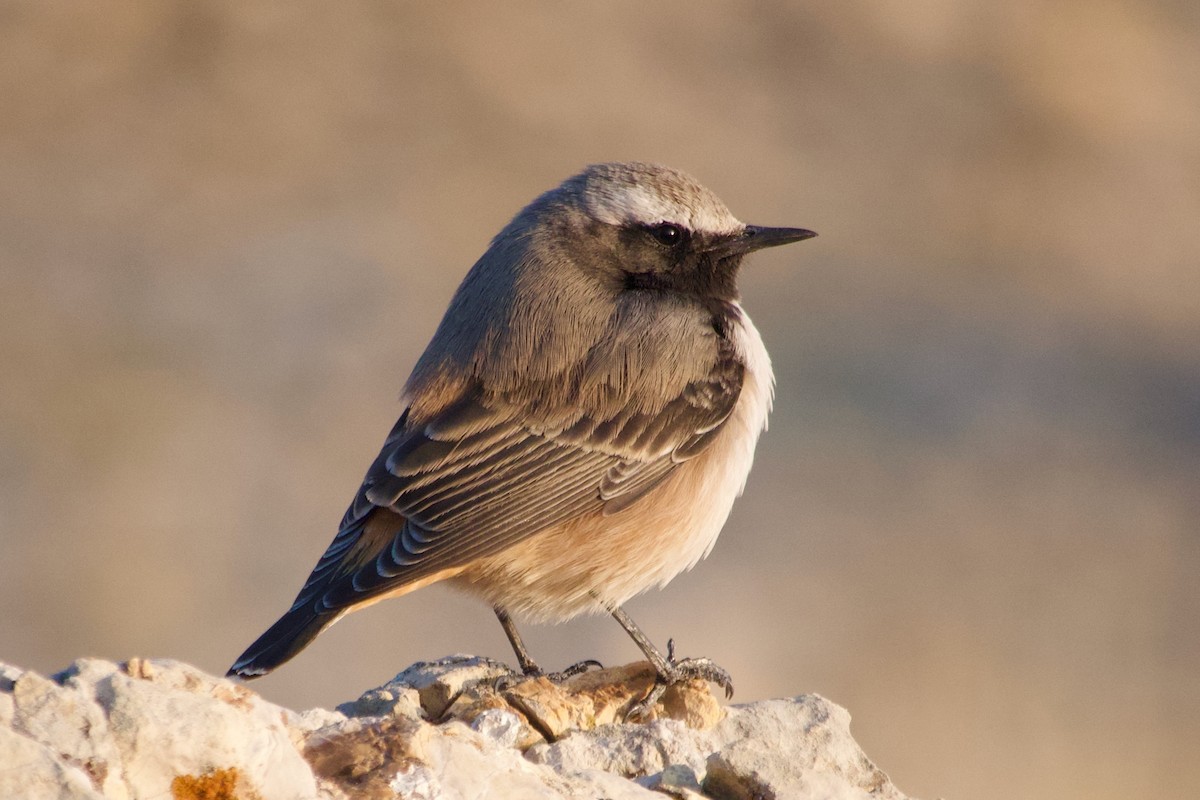 Kurdish Wheatear - ML644248727