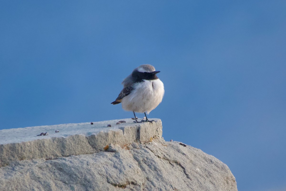 Kurdish Wheatear - ML644248728