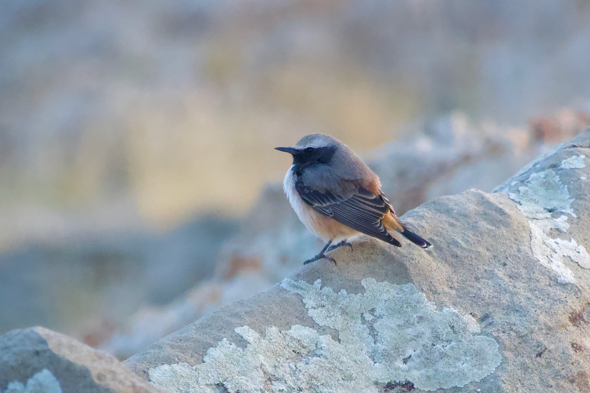 Kurdish Wheatear - ML644248729