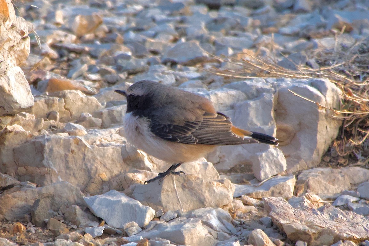Kurdish Wheatear - ML644248730