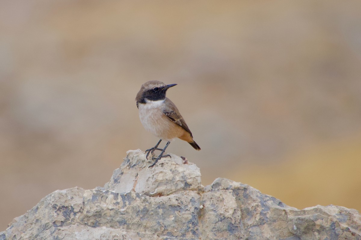 Kurdish Wheatear - ML644248731