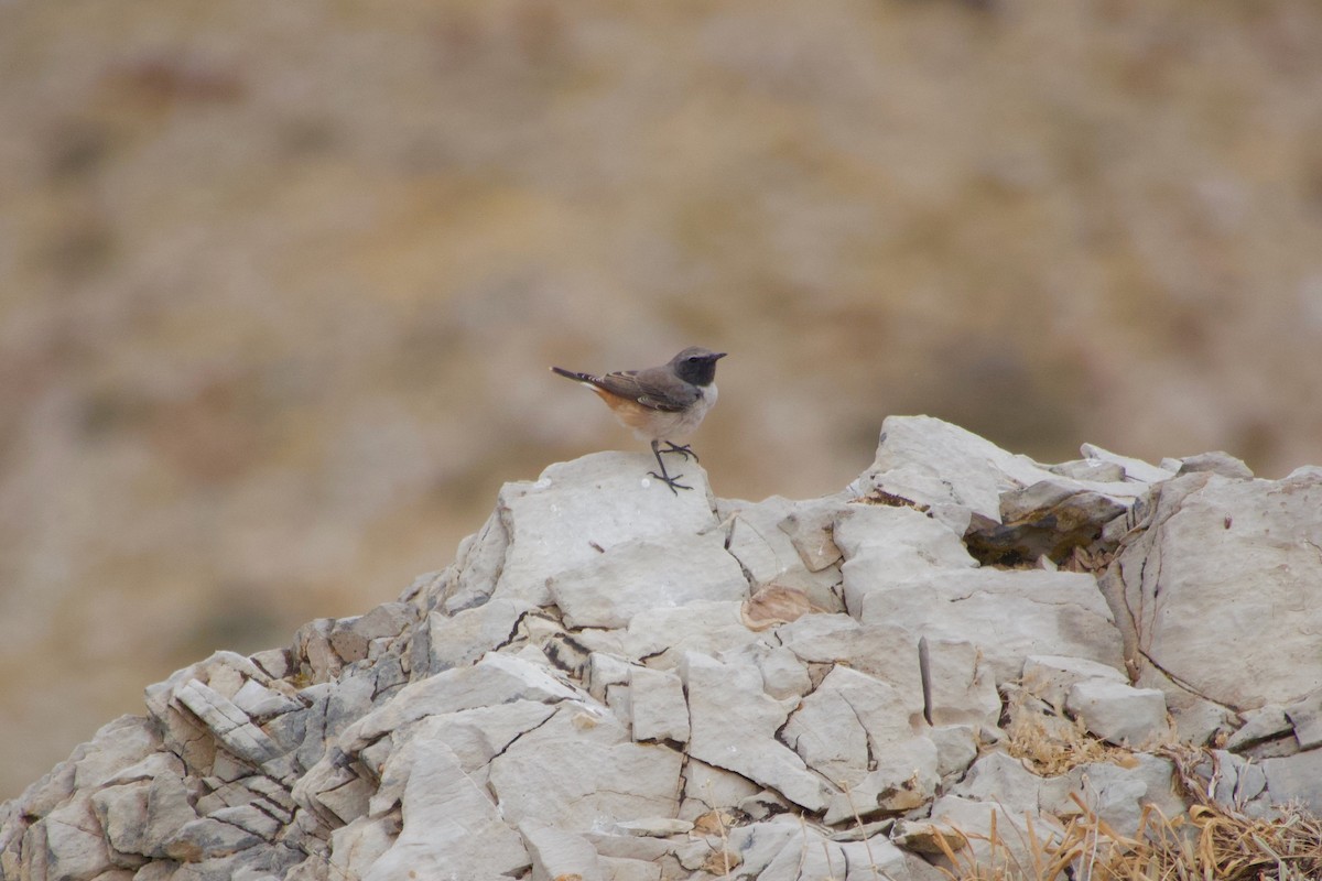 Kurdish Wheatear - ML644248732