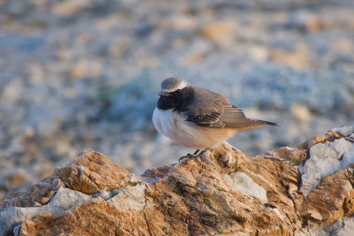 Kurdish Wheatear - ML644248733