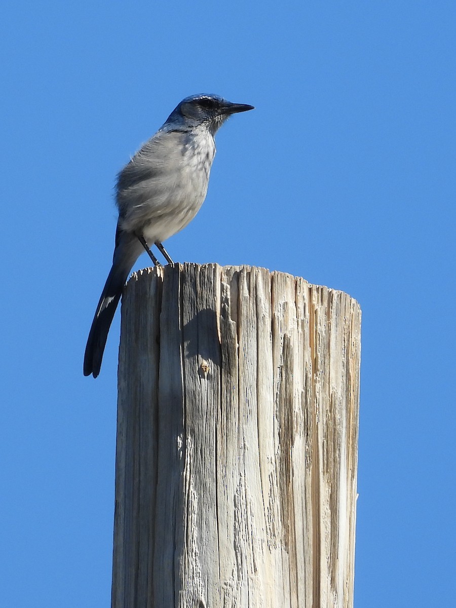 Woodhouse's Scrub-Jay - ML644248737