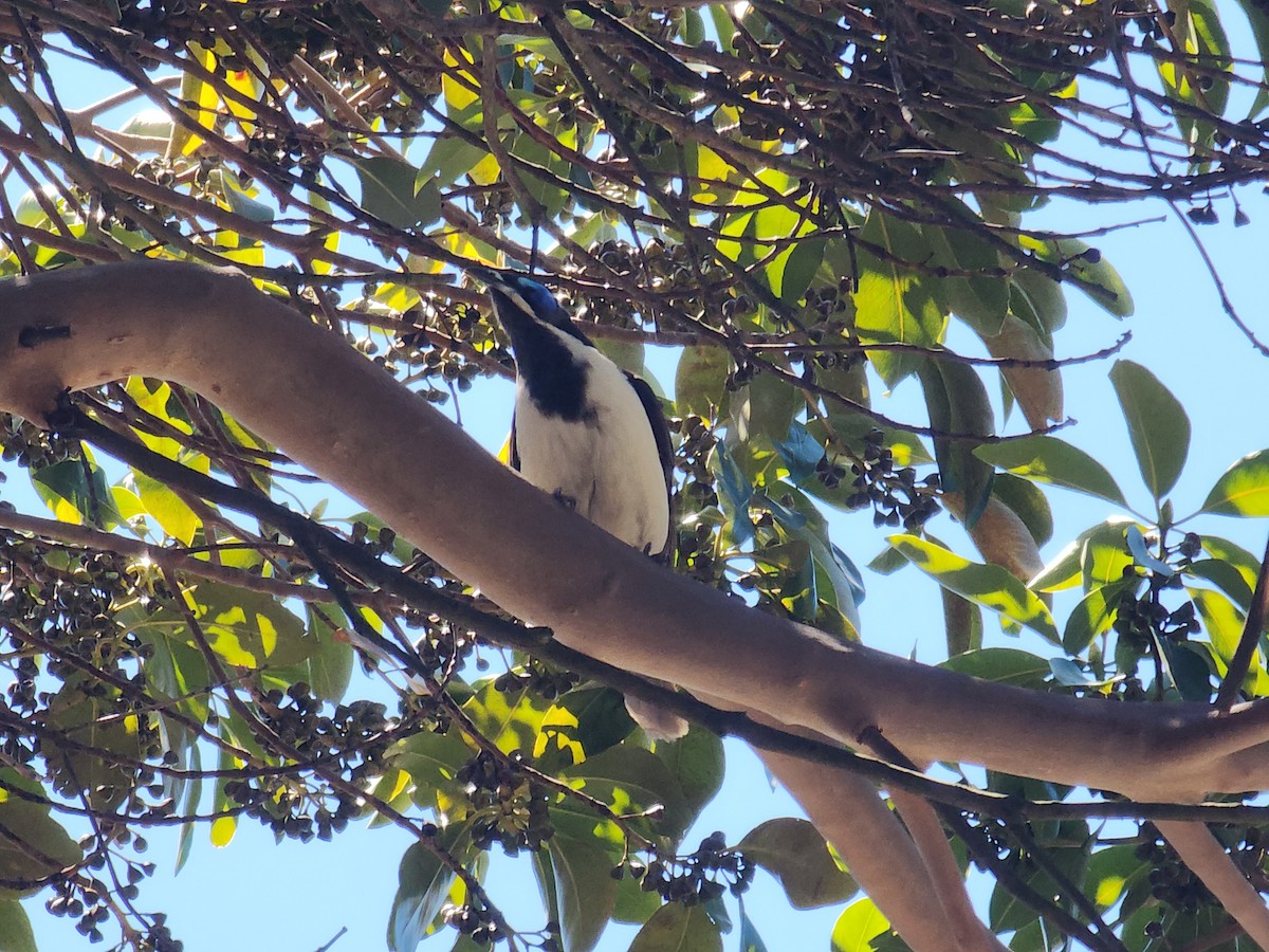Blue-faced Honeyeater - ML644248743