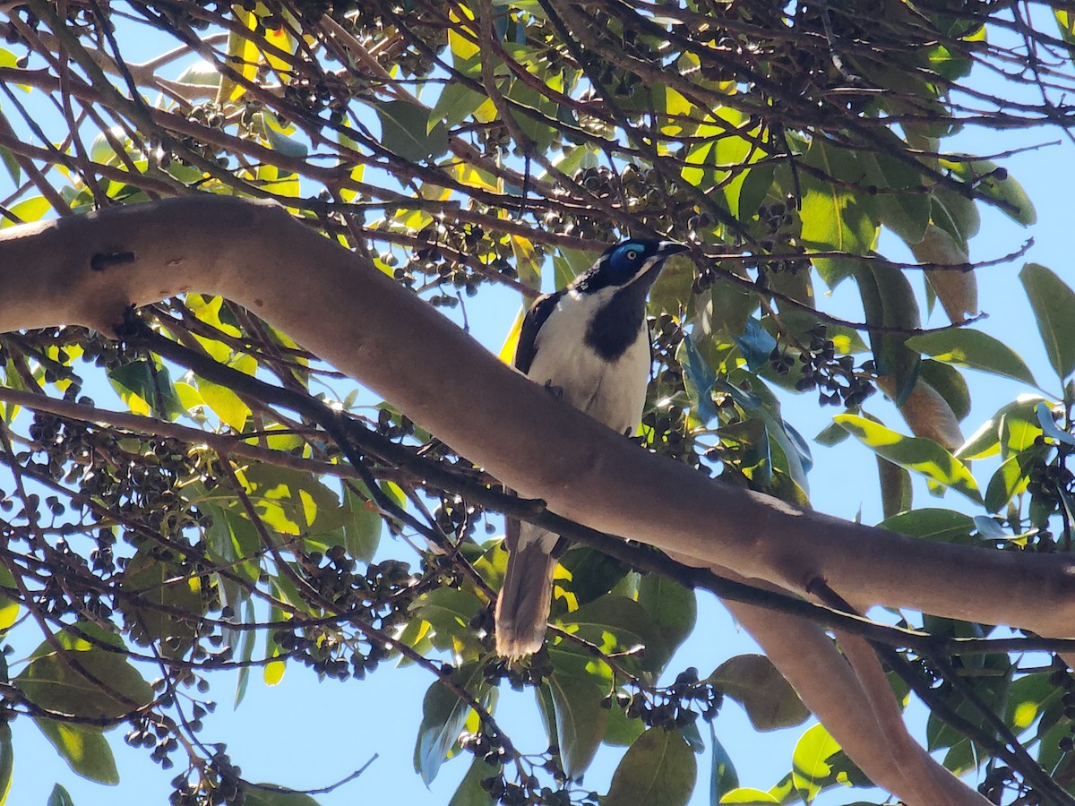 Blue-faced Honeyeater - ML644248744