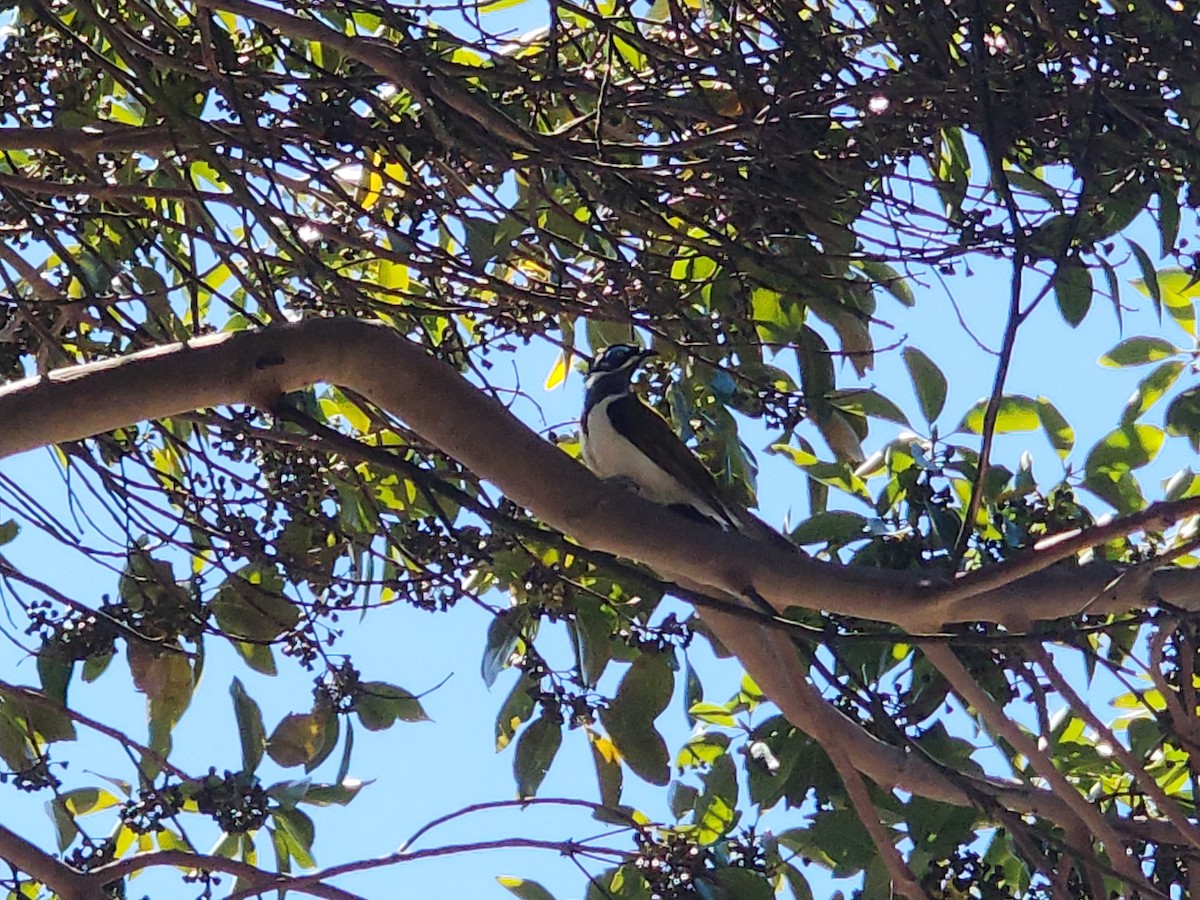 Blue-faced Honeyeater - ML644248745