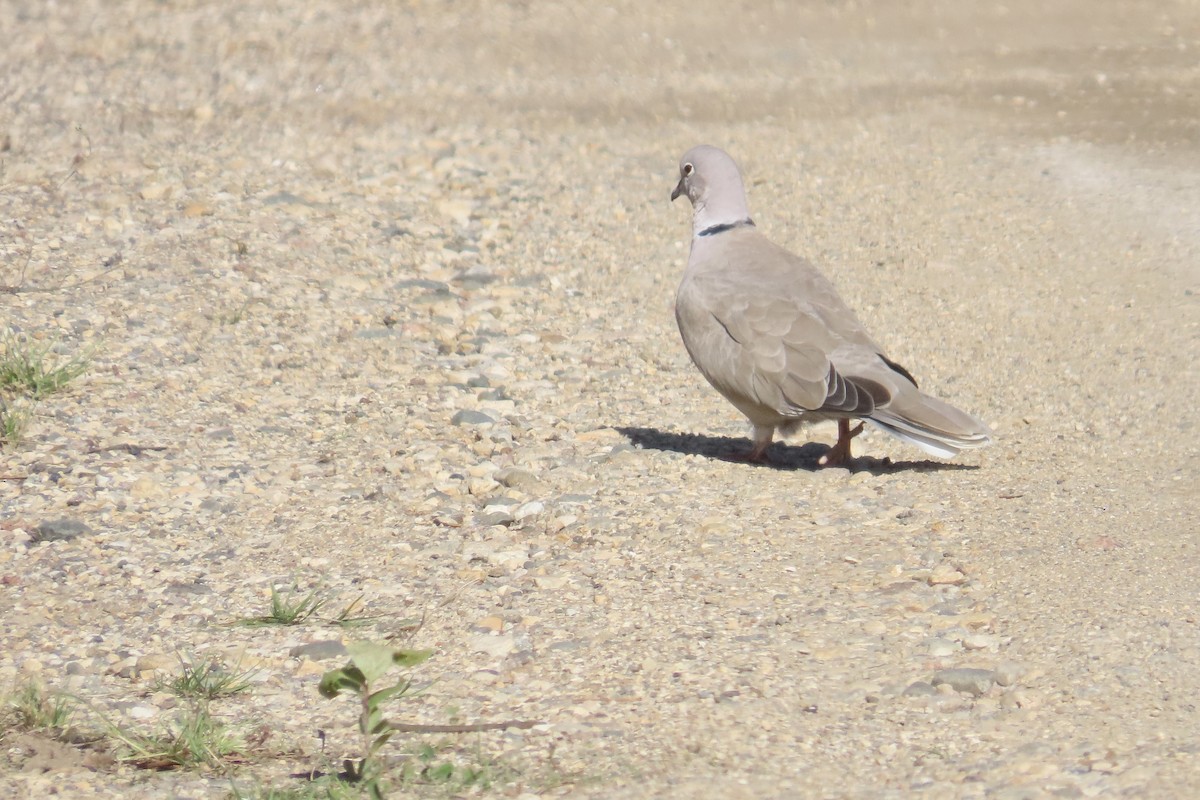 Eurasian Collared-Dove - ML644248757