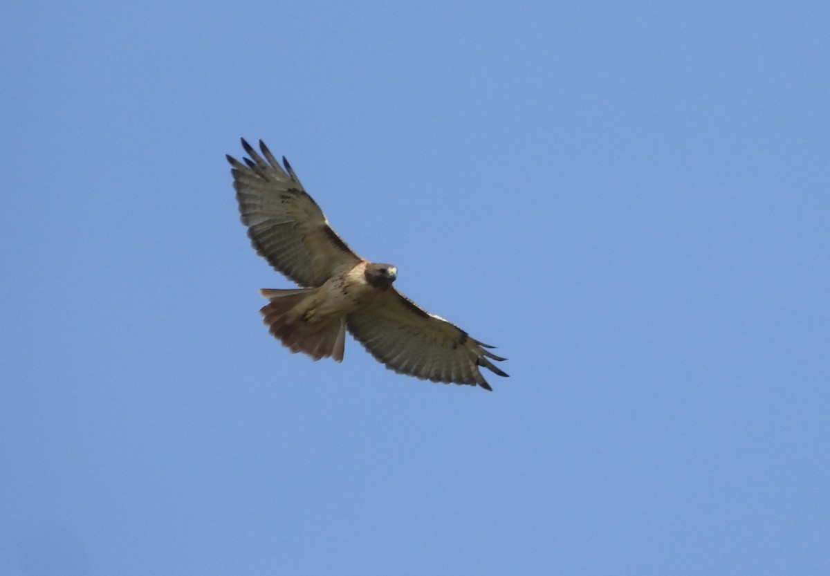 Red-tailed Hawk - ML644248764